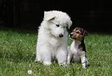 BERGER BLANC SUISSE & PARSON RUSSEL 024